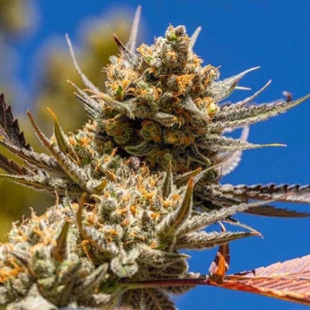 Lemon Berry Candy OG R2