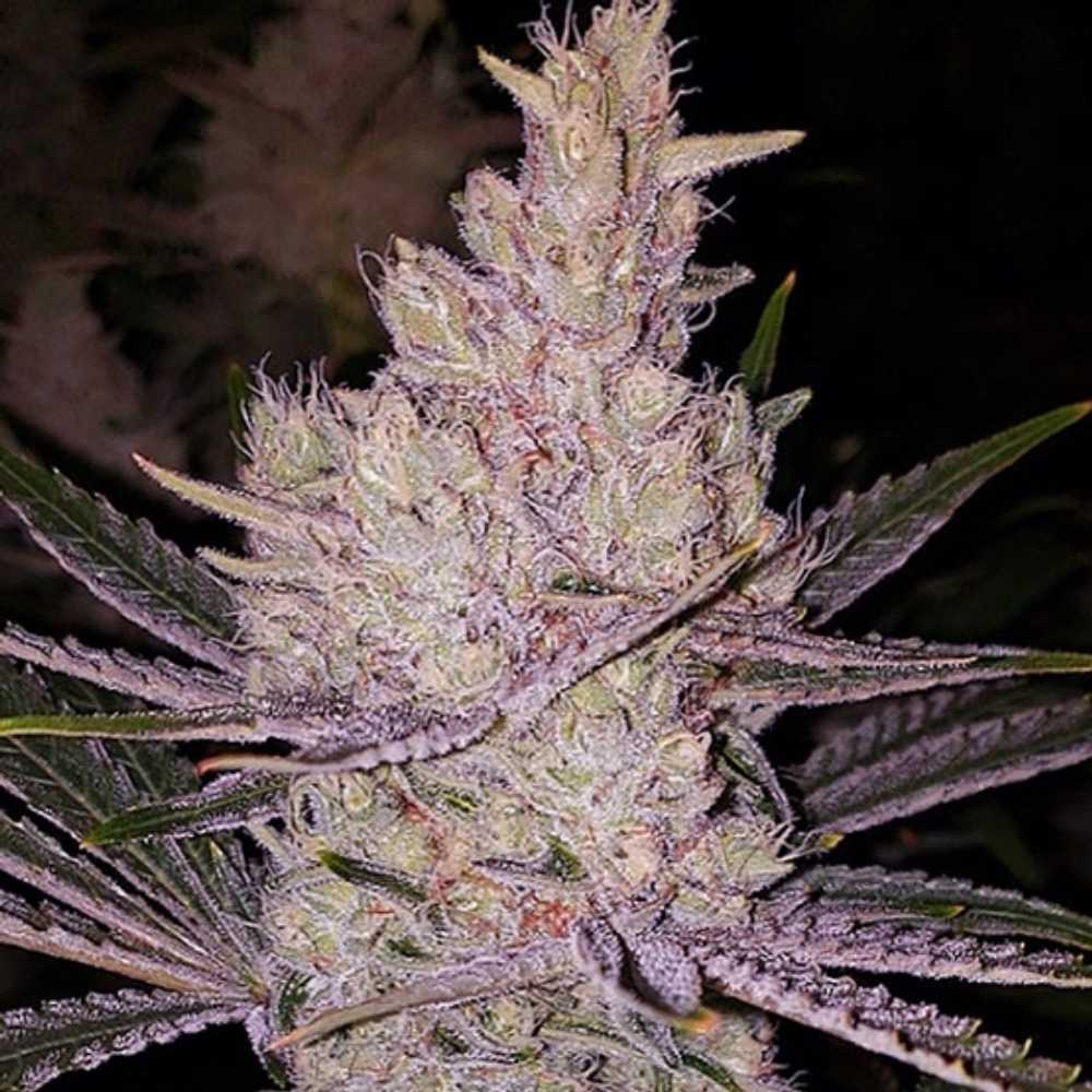 Orange Kush Cake R1