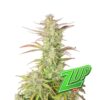 Z-Up Auto