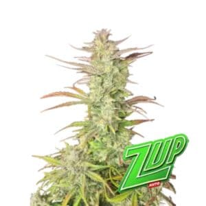 Z-Up Auto