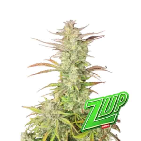 Z-Up Auto