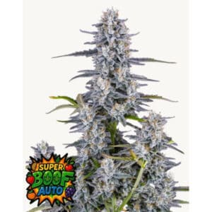 Super Boof Auto