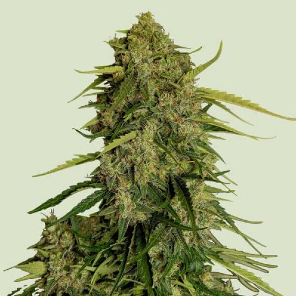Atlas F1 Auto