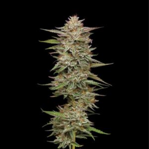 Banana OG