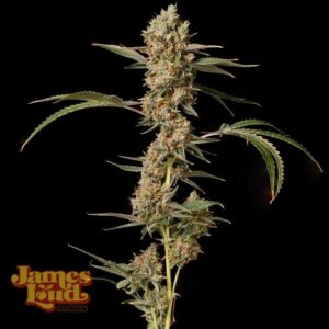 Banana Punch OG Auto