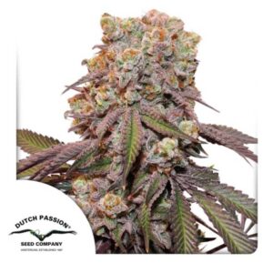 Candy Bubatz XL Auto