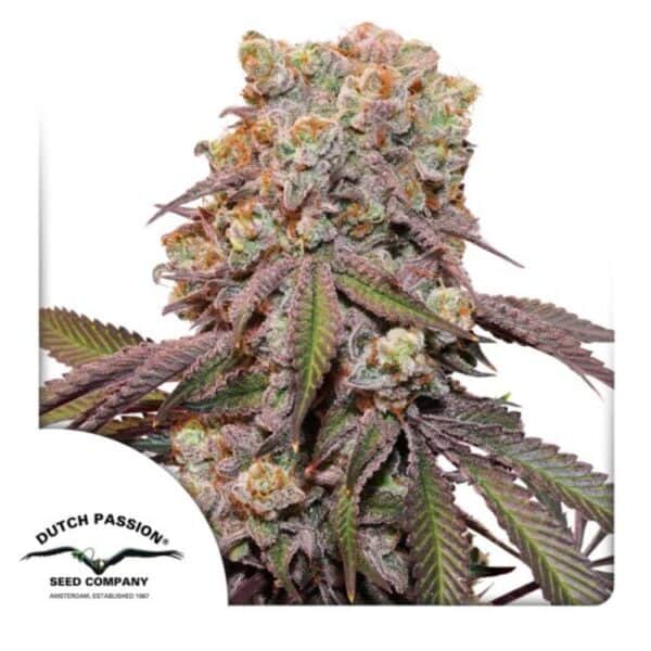 Candy Bubatz XL Auto