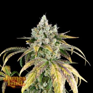 Gorilla Cookies OG Auto