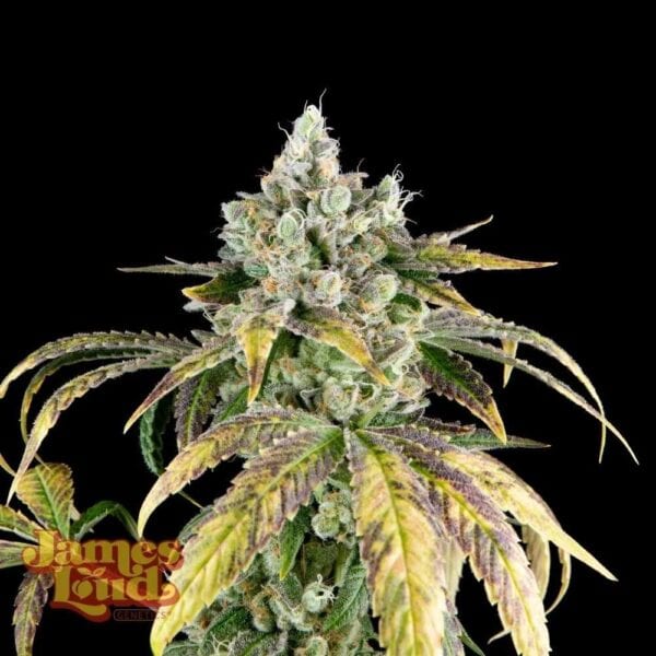 Gorilla Cookies OG Auto