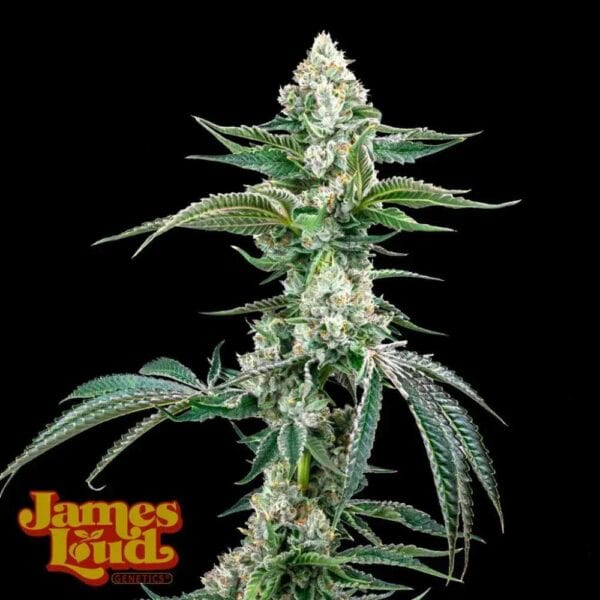 OG Kush Auto F4 IBL