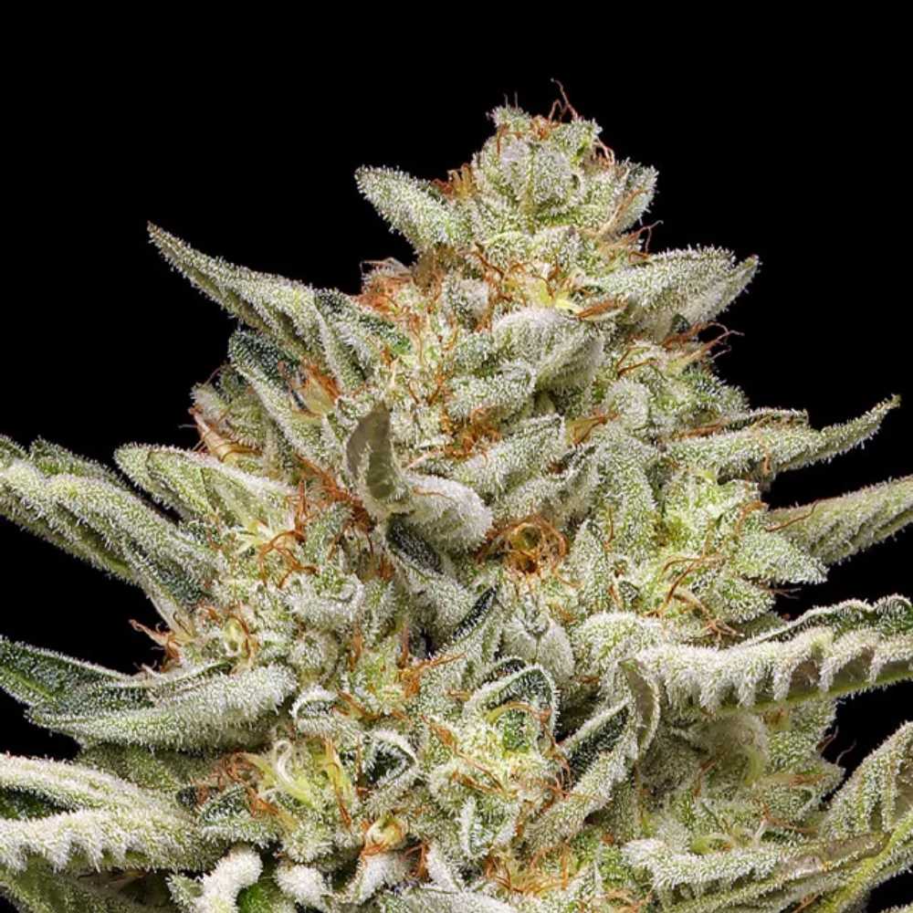 OG Triploid Auto