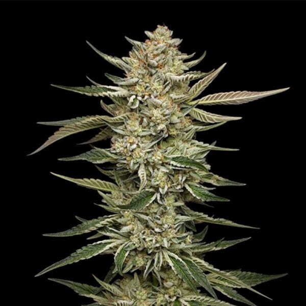 OG Triploid Auto