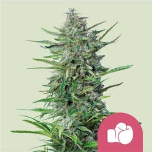 Purple Punch RQS