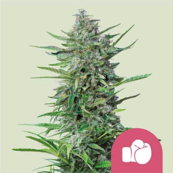 Purple Punch RQS