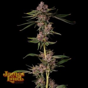 Triangle Lemon Cherry