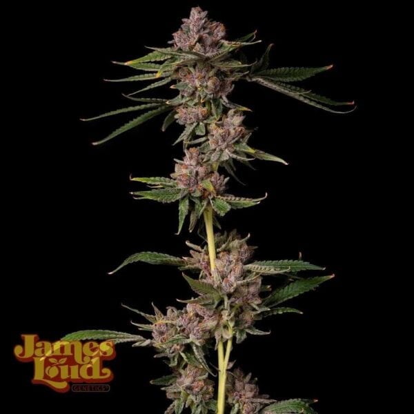 Triangle Lemon Cherry