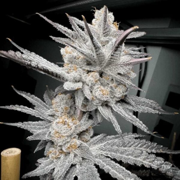 Trich Beast