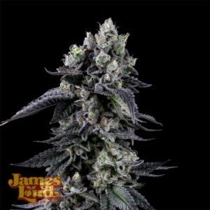 Zour Diesel