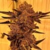 Black Cherry Flambe