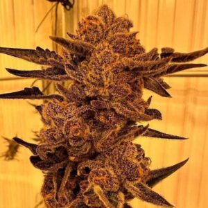 Black Cherry Flambe