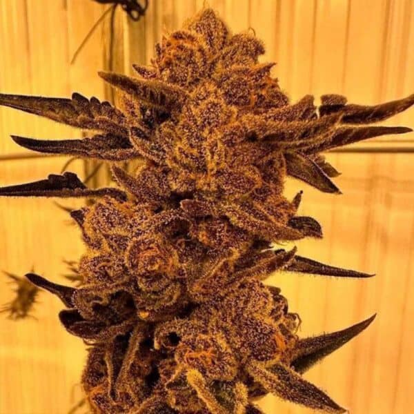 Black Cherry Flambe