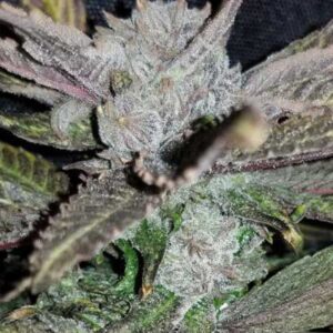 Black Cherry Punch InHouse