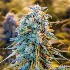Blue Dream HSO