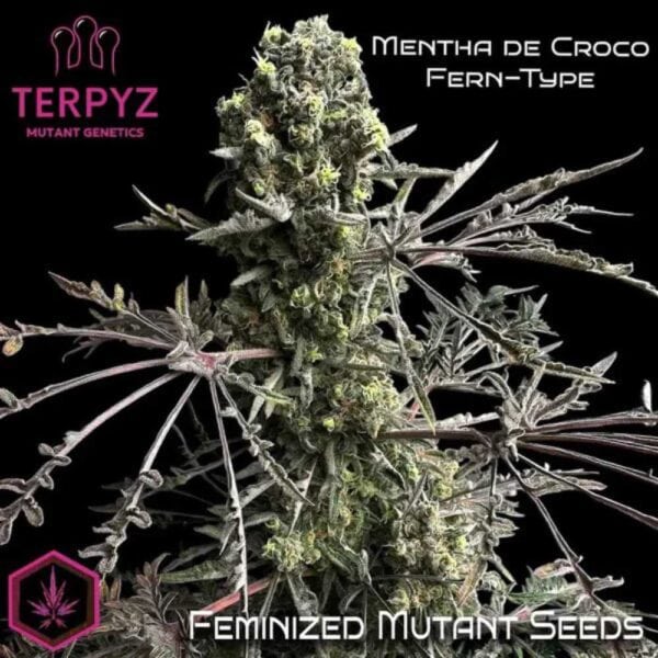 Mentha de Croco Fern BX1 F2