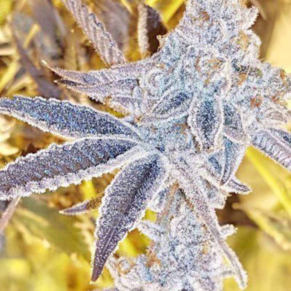 Platinum Dosi
