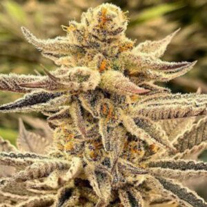 Platinum Dosi