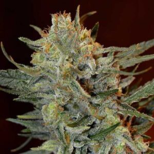Amnesia Lemon Kush GoG