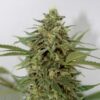 Amnesia Lemon Pie