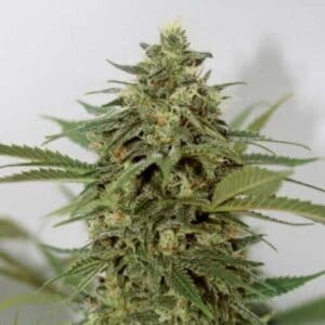 Amnesia Lemon Pie