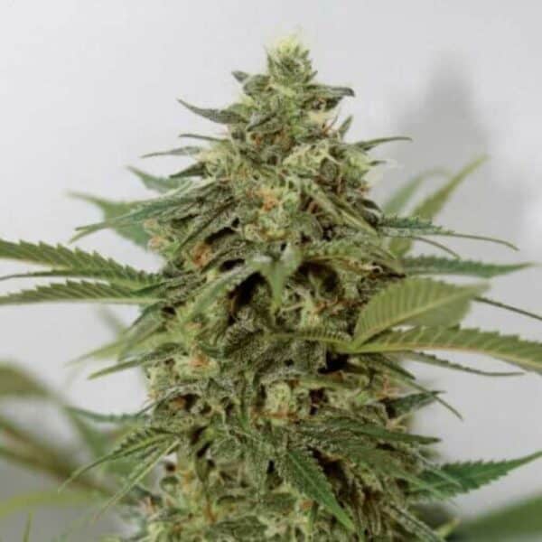 Amnesia Lemon Pie