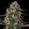 Auto Alien Gas