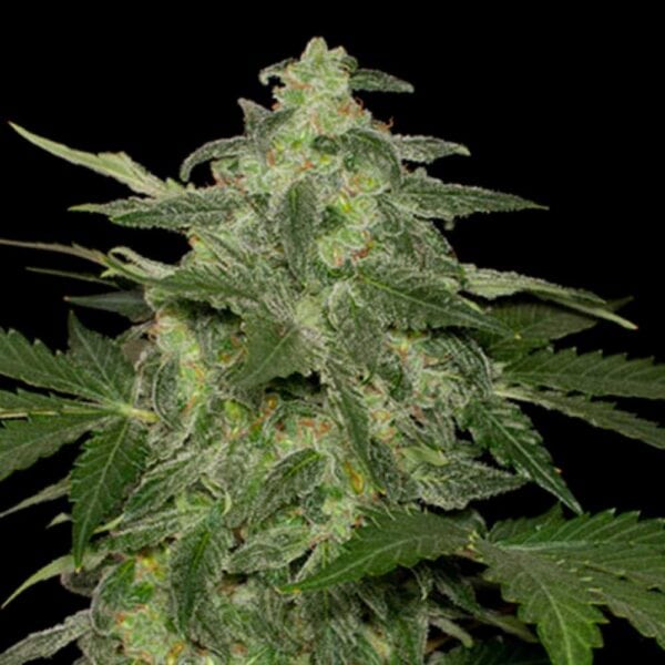 Auto Diesel-Matic