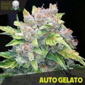 Auto Gelato BlackSkullSeeds