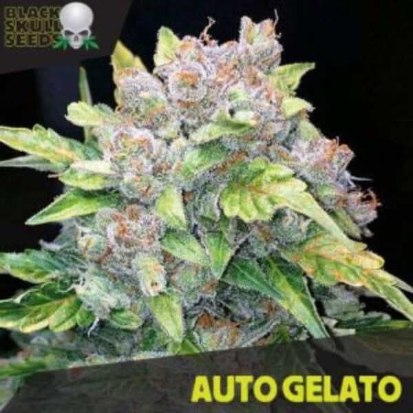 Auto Gelato BlackSkullSeeds