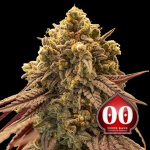 Auto Gelato Mint
