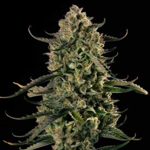 Auto MAC Dawg