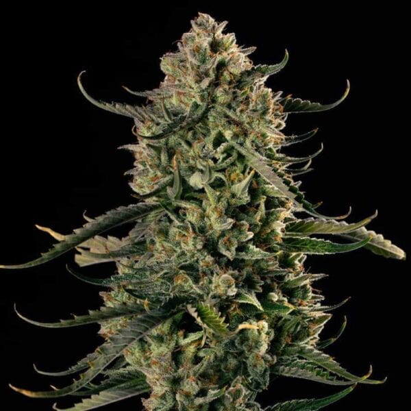 Auto MAC Dawg
