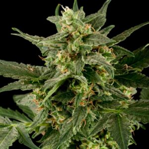 Auto Pineapple Gum