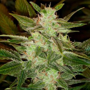 Auto Speed Haze