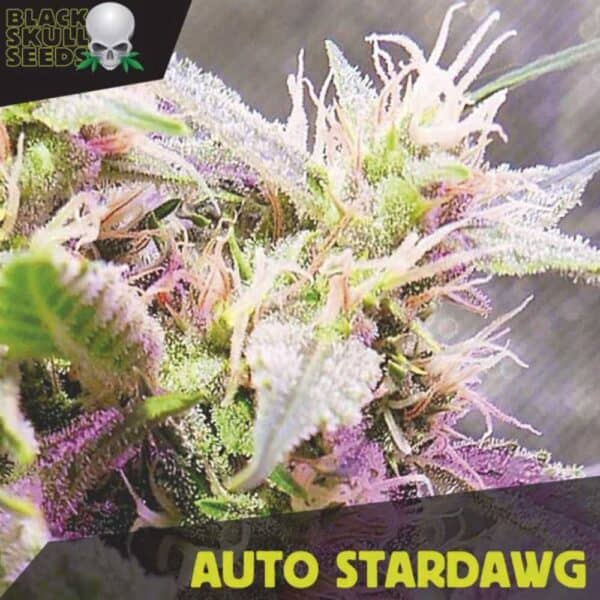 Auto Stardawg
