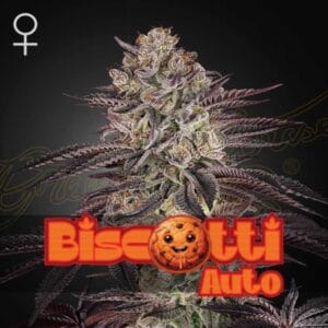 Biscotti Auto