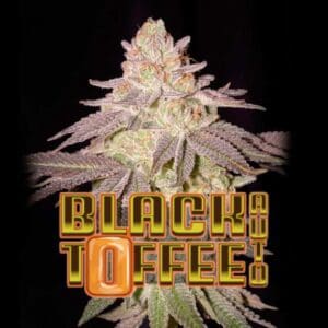 Black Toffee Auto