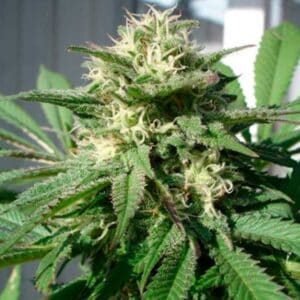 Bubble Bud