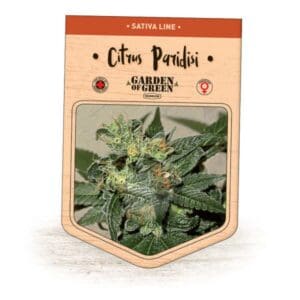 Citrus Paridisi