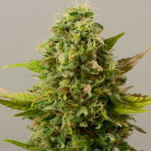 Critical Ryder Auto