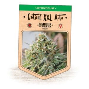 Critical XXL Auto